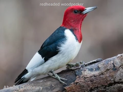 redheaded woodpecker